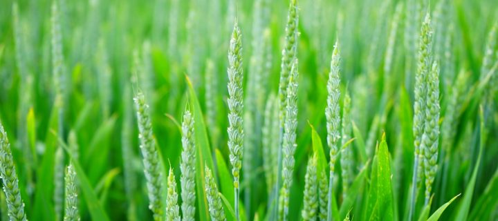 Reino Unido autoriza los primeros ensayos de campo de trigo editado con CRISPR