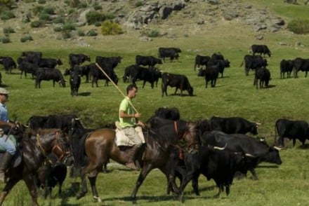 El Gobierno de La Rioja organiza un curso sobre conversión a la ganadería ecológica