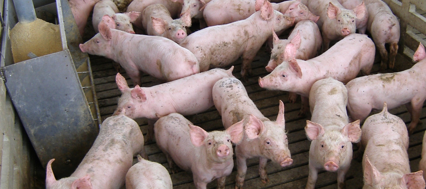 China anuncia que aplicará aranceles de hasta un 19,8% al porcino de la UE