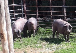 El calor causa estrés a los cerdos Ibéricos y reduce su crecimiento