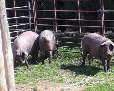 El calor causa estrés a los cerdos Ibéricos y reduce su crecimiento