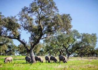 Nuevo Pleno del Consejo Regulador de la DOP Dehesa de Extremadura