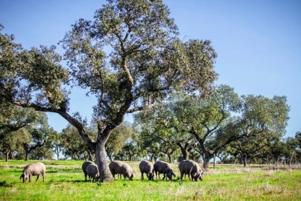 Nuevo Pleno del Consejo Regulador de la DOP Dehesa de Extremadura