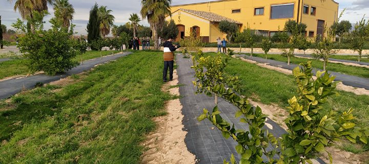 La Finca Sinyent acoge el lunes la II Jornada sobre bioestimulación y nutrición de los cítricos