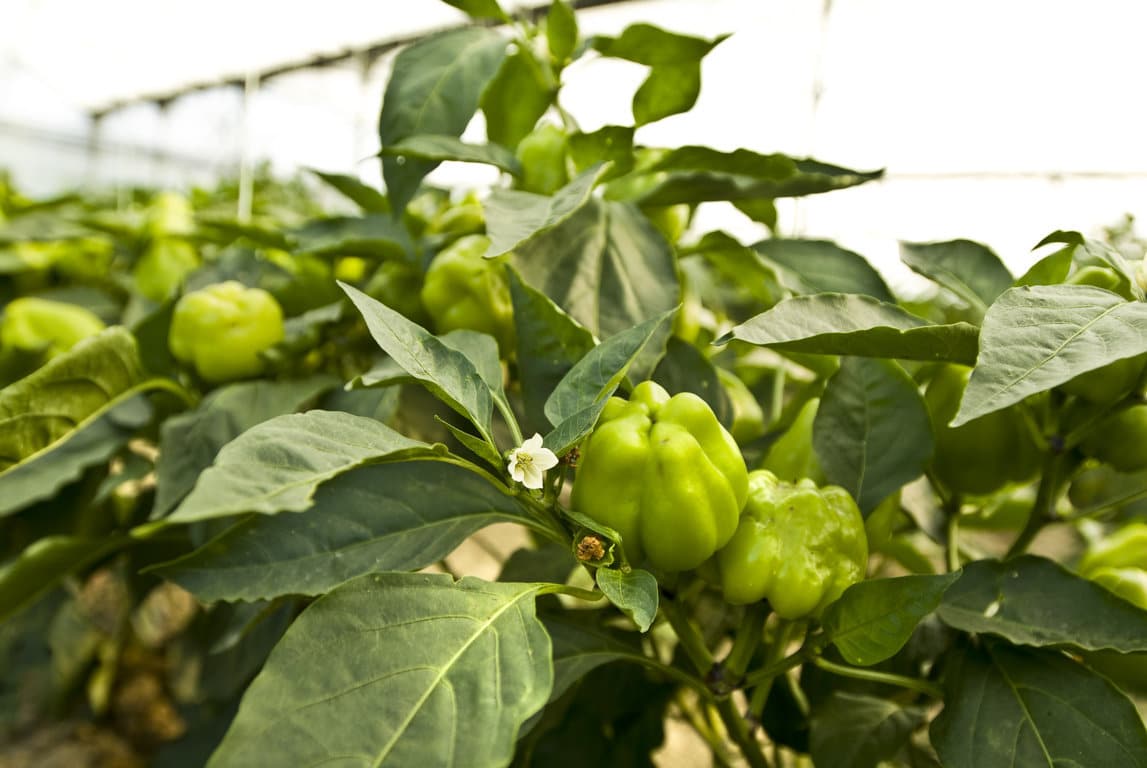 Trescientos profesionales del sector hortofruticola se citan en el Congreso AECOC