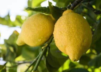 La huella hídrica del limón español ha disminuido casi un 40% en 30 años