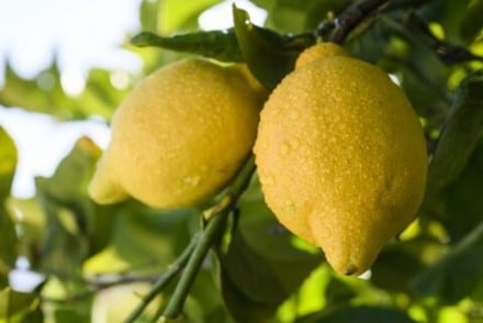 La huella hídrica del limón español ha disminuido casi un 40% en 30 años
