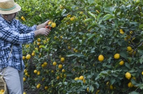La Unió cuantifica en más de 26 millones las pérdidas para los productores de limón
