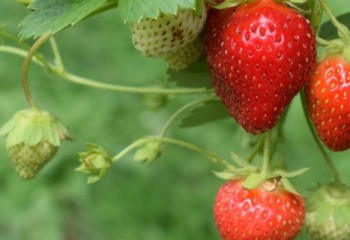 El valor de exportaciones de fresa andaluza superó los 665 millones en la última campaña