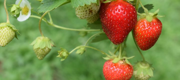 fresas