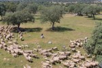 La cabaña ganadera de la UE siguió disminuyendo en 2024