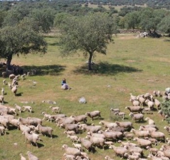 Unión de Uniones destaca el papel clave de la ganadería extensiva en la prevención de incendios forestales