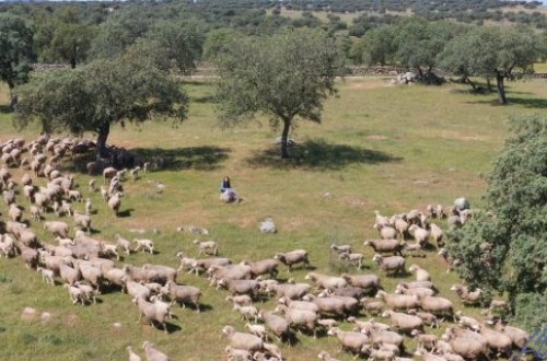 La cabaña ganadera de la UE siguió disminuyendo en 2024