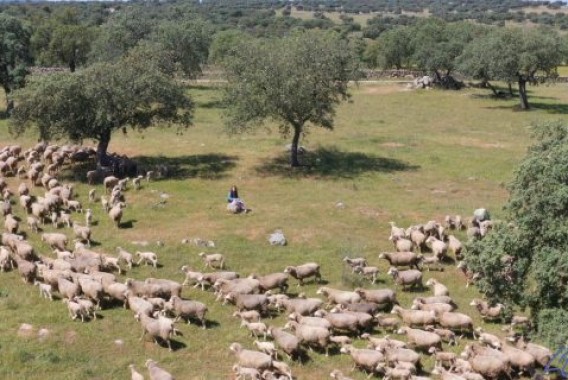 La cabaña ganadera de la UE siguió disminuyendo en 2024