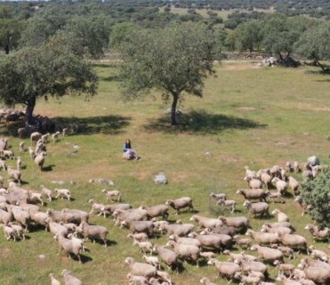 La cabaña ganadera de la UE siguió disminuyendo en 2024