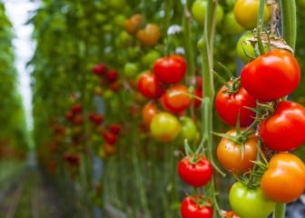 Se abre una nueva vía para crear plantas de tomate más resistentes