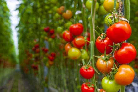 Se abre una nueva vía para crear plantas de tomate más resistentes