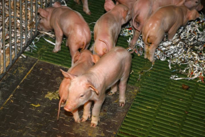 La OIE reconoce a España como país libre de Peste Porcina Clásica