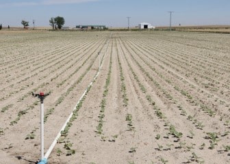 Proyecto LegSapiens: las leguminosas para consumo humano, una buena alternativa para los agricultores