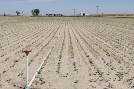 Proyecto LegSapiens: las leguminosas para consumo humano, una buena alternativa para los agricultores