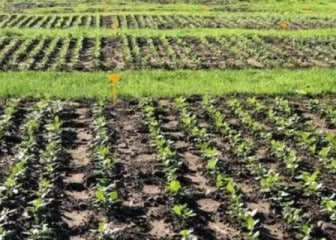 Genvce reactiva la red de ensayos de variedades de leguminosas