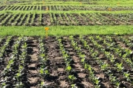 Genvce reactiva la red de ensayos de variedades de leguminosas