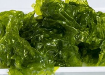 Algas cultivadas en Andalucía para desarrollar fertilizantes y nutrientes