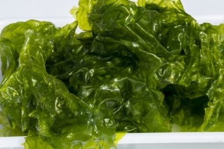 Algas cultivadas en Andalucía para desarrollar fertilizantes y nutrientes