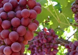 La uva de mesa sin pepitas, el producto estrella de Moyca