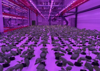 Una iniciativa española para reducir emisiones en agricultura vertical