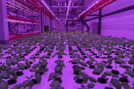 Una iniciativa española para reducir emisiones en agricultura vertical