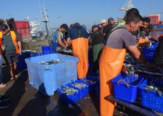 La sardina ibérica es sostenible