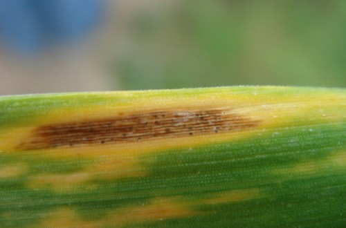 Control integrado de la septoriosis del trigo