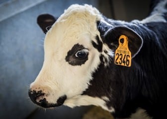 Inmunocalf, conocer la innmunidad maternal de los terneros
