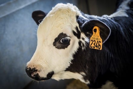 Inmunocalf, conocer la innmunidad maternal de los terneros