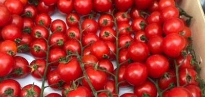 La Unión Extremadura alerta de pérdidas millonarias en el sector del tomate por la imposibilidad de desinfectar los suelos