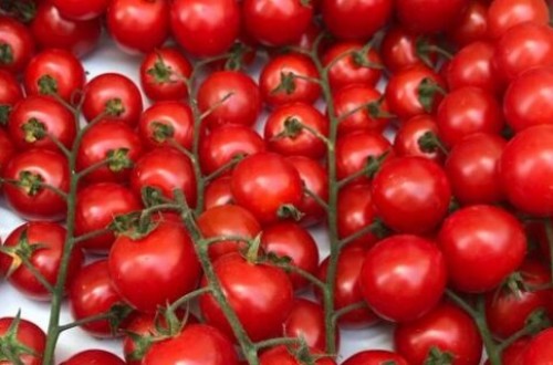 La Unión Extremadura alerta de pérdidas millonarias en el sector del tomate por la imposibilidad de desinfectar los suelos