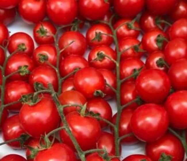 La Unión Extremadura alerta de pérdidas millonarias en el sector del tomate por la imposibilidad de desinfectar los suelos