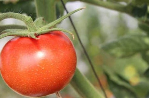 La Unión de Extremadura denuncia a tres industrias transformadoras de tomate por incumplimiento de la Ley de Cadena Alimentaria