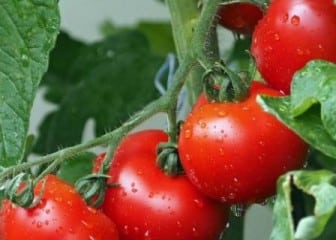 Pepton ayuda al tomate a rendir con menos agua