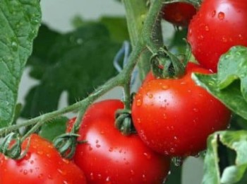 Pepton ayuda al tomate a rendir con menos agua