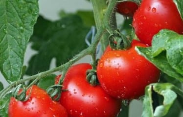 Pepton ayuda al tomate a rendir con menos agua