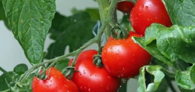 Pepton ayuda al tomate a rendir con menos agua