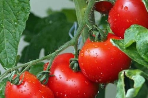 Extremadura reclama al Gobierno que el tomate sea tratado como sector sensible ante los aranceles EEUU