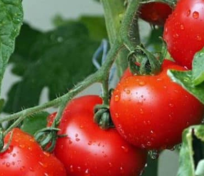 Extremadura reclama al Gobierno que el tomate sea tratado como sector sensible ante los aranceles EEUU