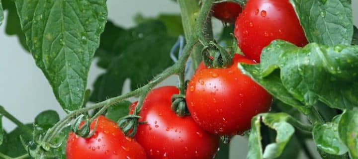 Extremadura reclama al Gobierno que el tomate sea tratado como sector sensible ante los aranceles EEUU