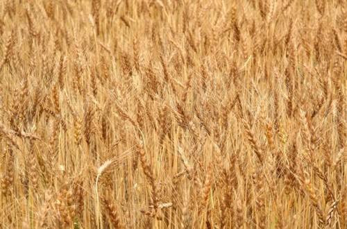 Mejores perspectivas de cosecha mundial de cereales, aunque un 1% inferiores al récord de 2014/15