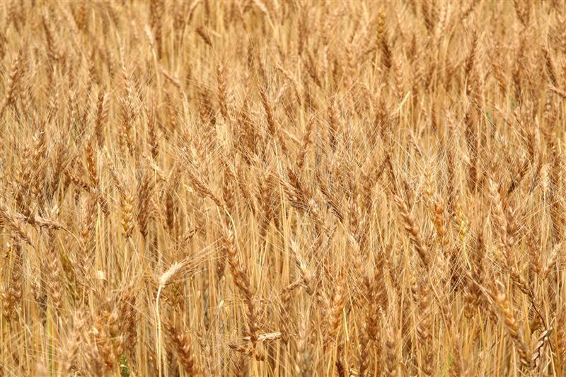 Mejores perspectivas de cosecha mundial de cereales, aunque un 1% inferiores al récord de 2014/15