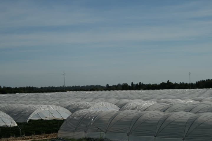 Koppert mostrará sus nuevas soluciones naturales en el I Congreso de Frutos Rojos