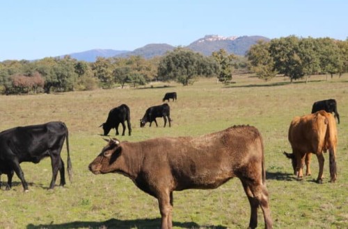 Las ayudas de 2023 para las explotaciones de vacuno extremeñas comenzarán a abonarse próximamente